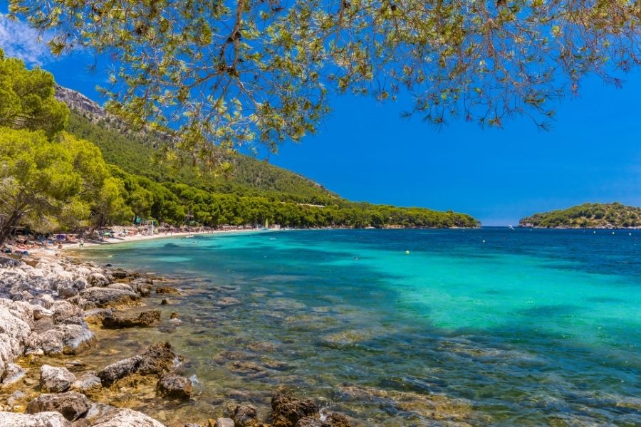 O mare turcoaz și limpede scaldă un țărm pietros și o plajă îngustă, mărginită de o pădure deasă de pini sub un cer albastru intens în Mallorca. Playa de Formentor, Mallorca, Spania